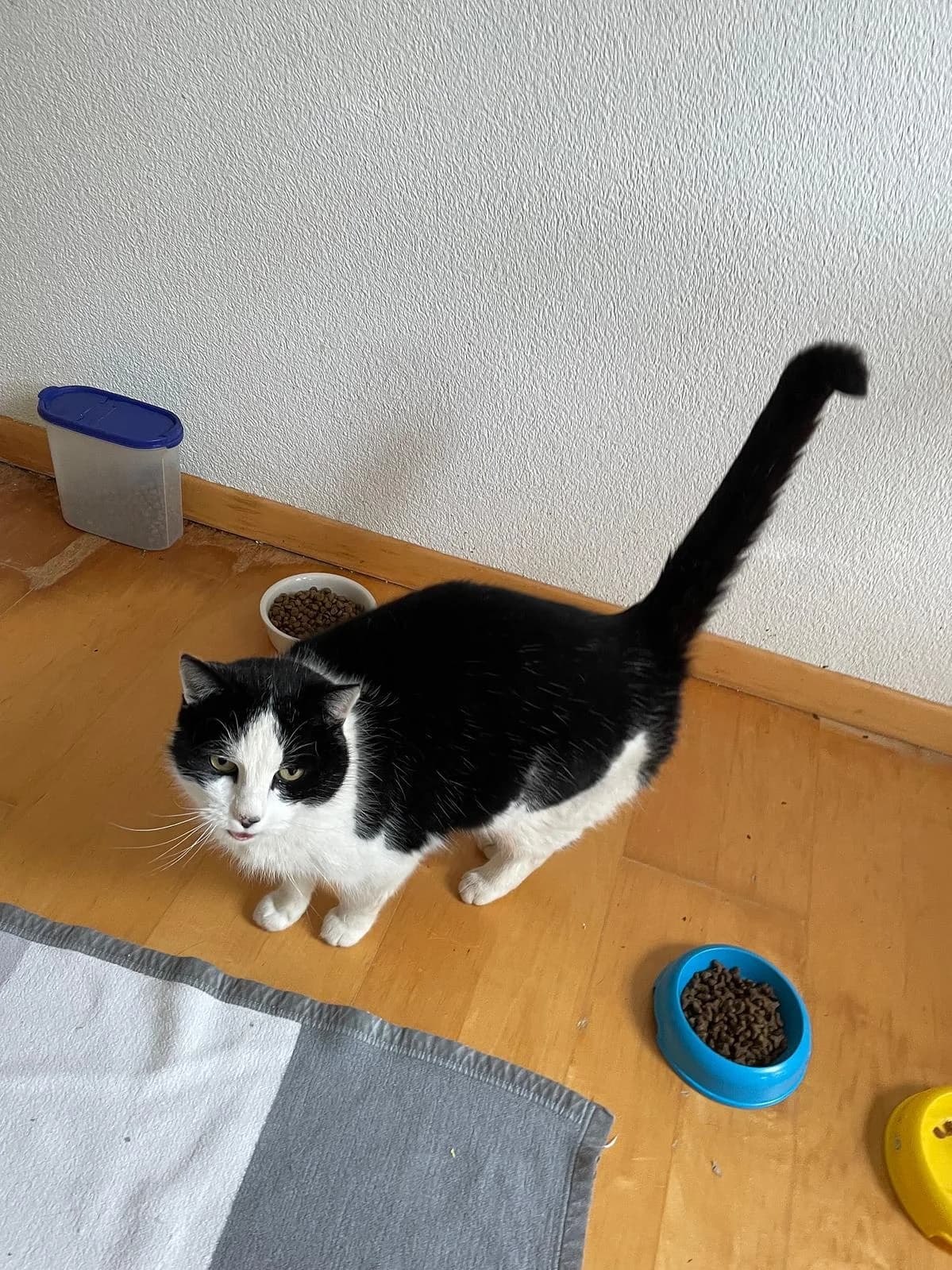 Domino, male senior Mixed Breed Cat for adoption at Katzenhaus-Freunde, Zürich region
