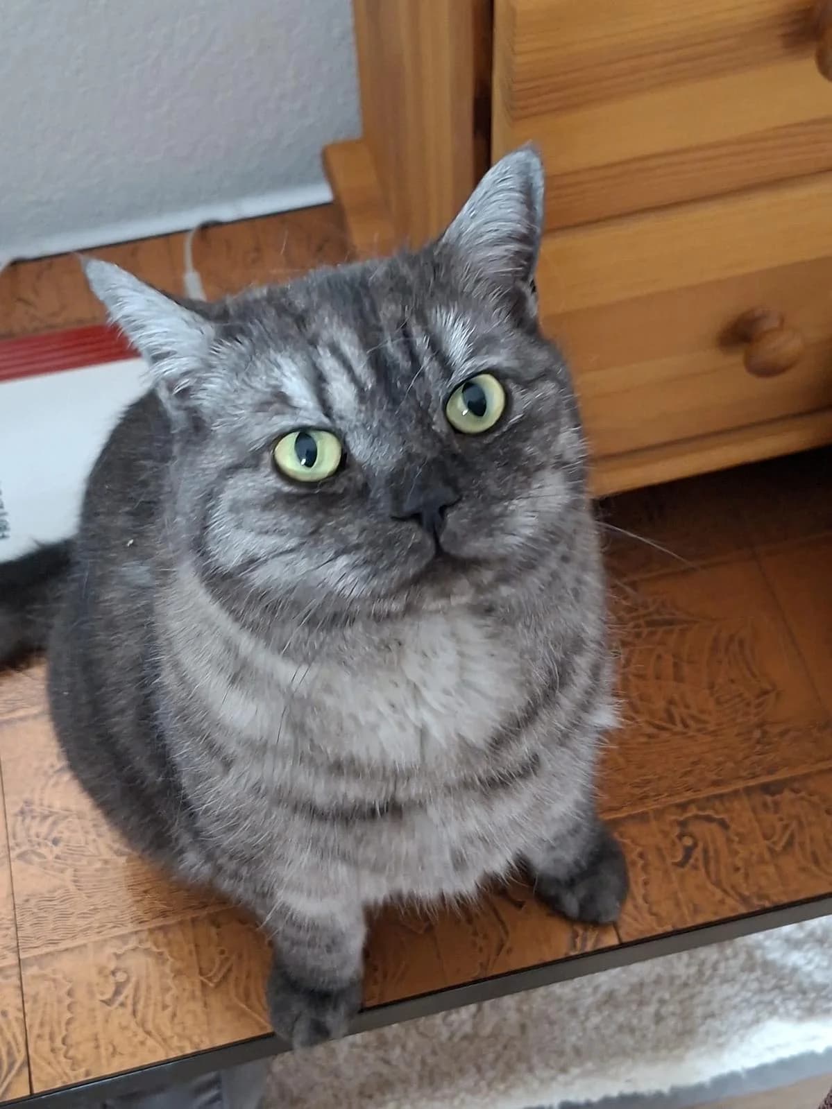 Edmund, male British Shorthair for adoption at Katzenhaus-Freunde, Zürich region