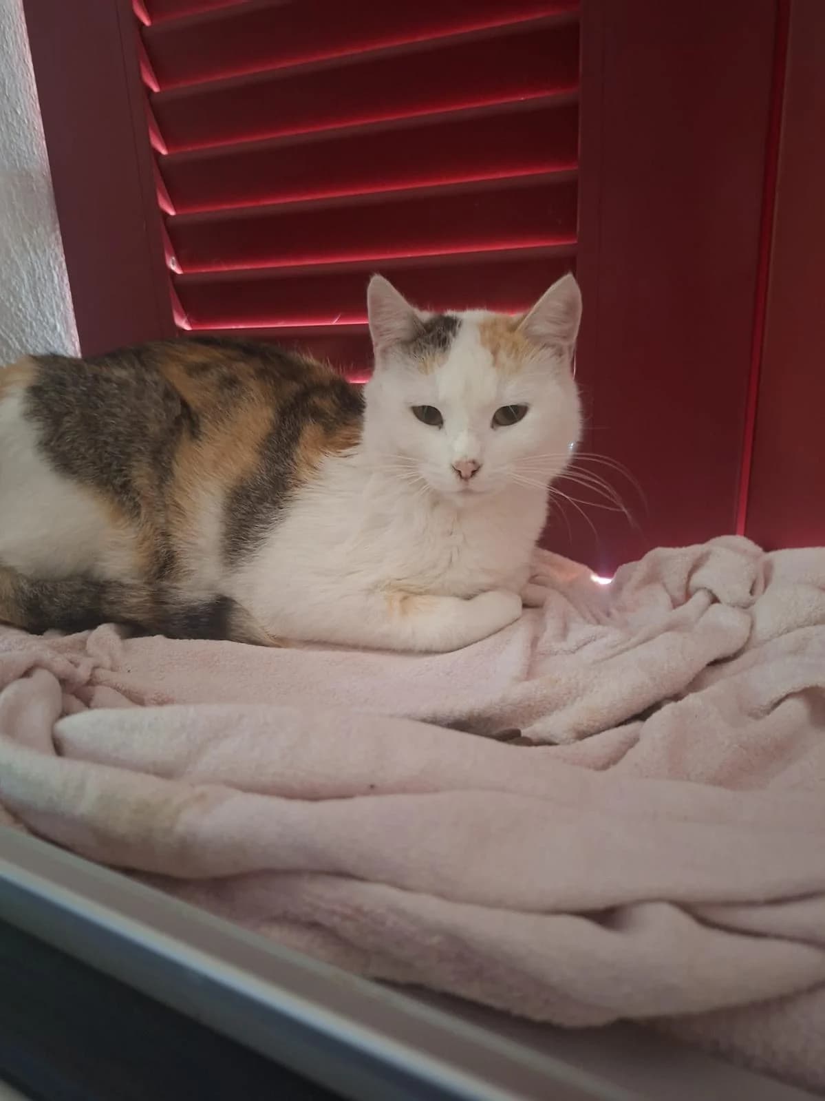 Freya, female young Mixed Breed Cat for adoption at Katzenhaus-Freunde, Zürich region