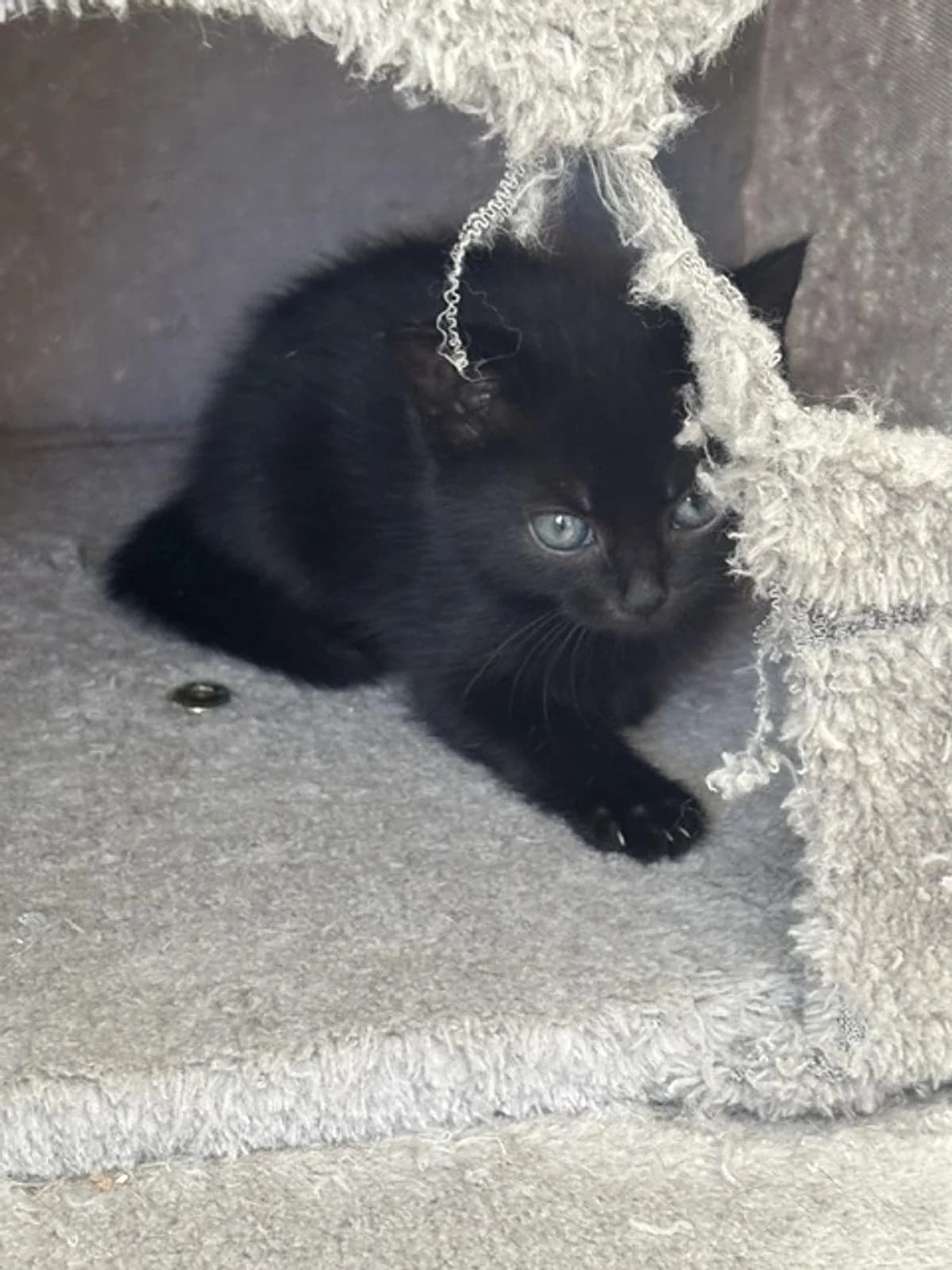 Funny, female puppy Mixed Breed Cat for adoption at Katzenhaus-Freunde, Zürich region
