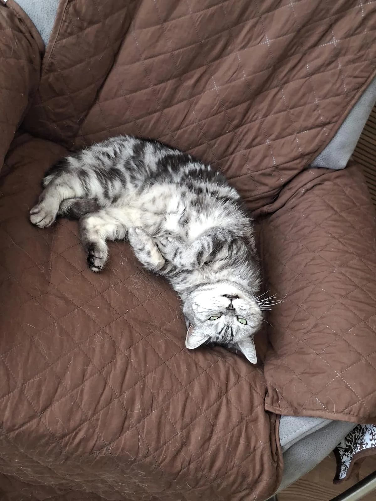 Gladys, female British Shorthair for adoption at Katzenhaus-Freunde, Zürich region