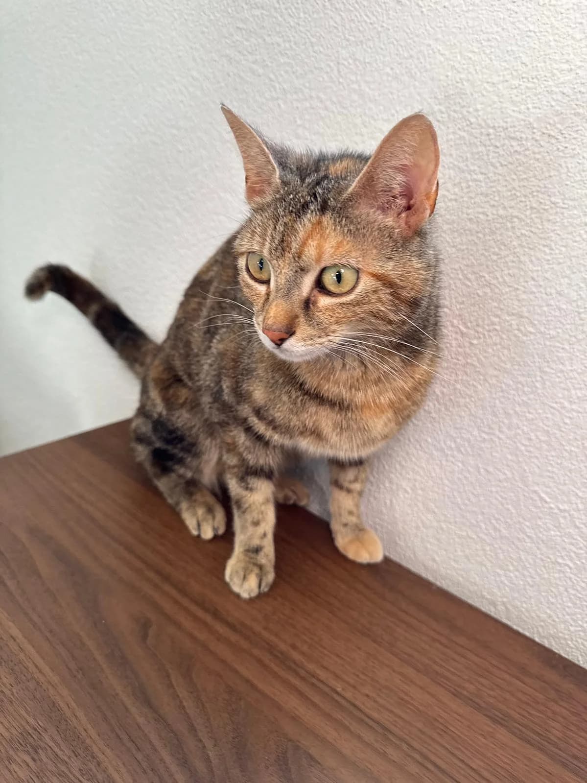 Holly, female 4yo Mixed Breed Cat for adoption at Katzenhaus-Freunde, Zürich region