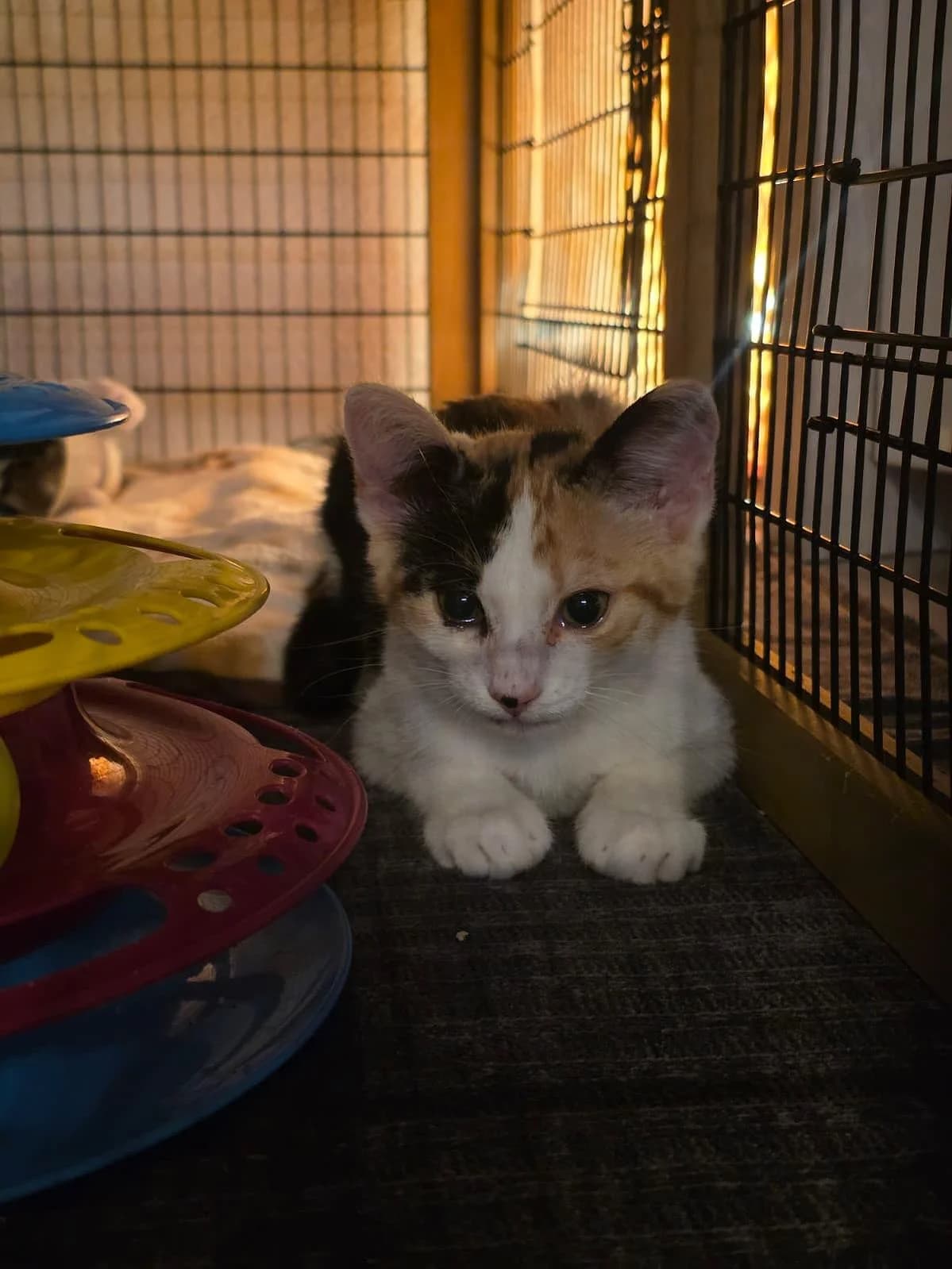 Jane, tricolor female puppy Mixed Breed Cat for adoption at Katzenhaus-Freunde, Zürich region