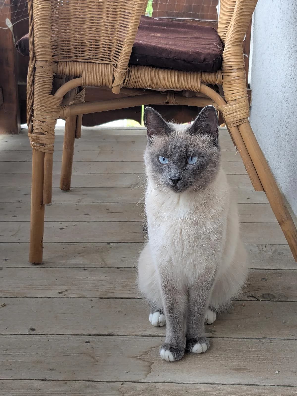 Jarilo, male Birman for adoption at Katzenhaus-Freunde, Zürich region
