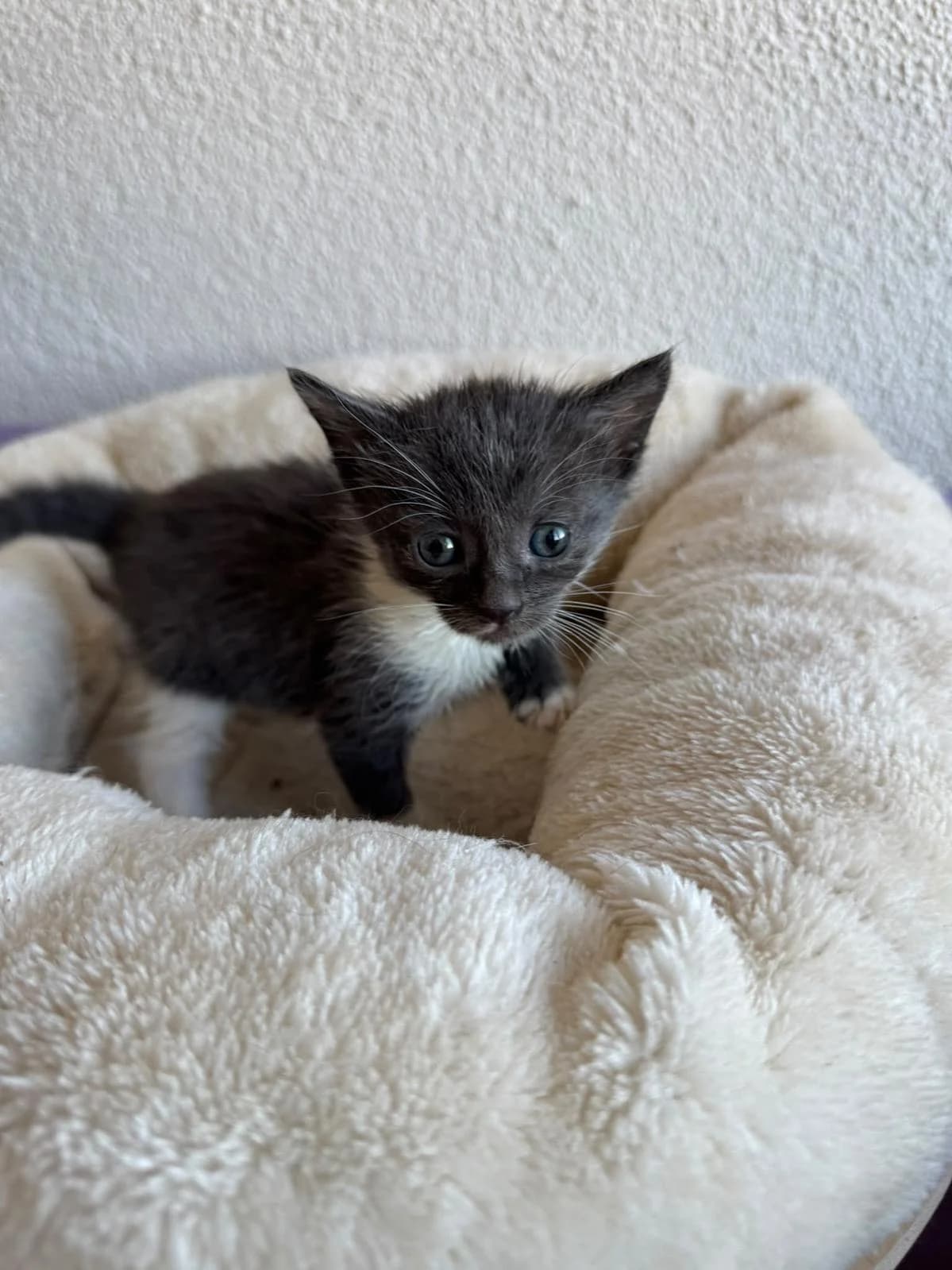 Kora, female puppy Mixed Breed Cat for adoption at Katzenhaus-Freunde, Zürich region
