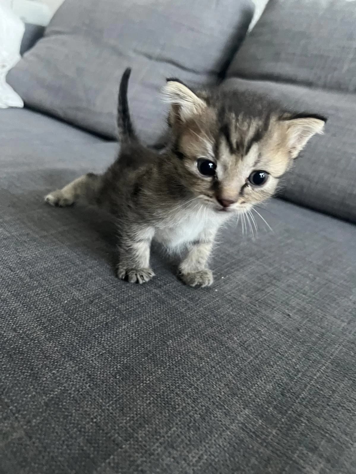 Lilith, female puppy Mixed Breed Cat for adoption at Katzenhaus-Freunde, Zürich region