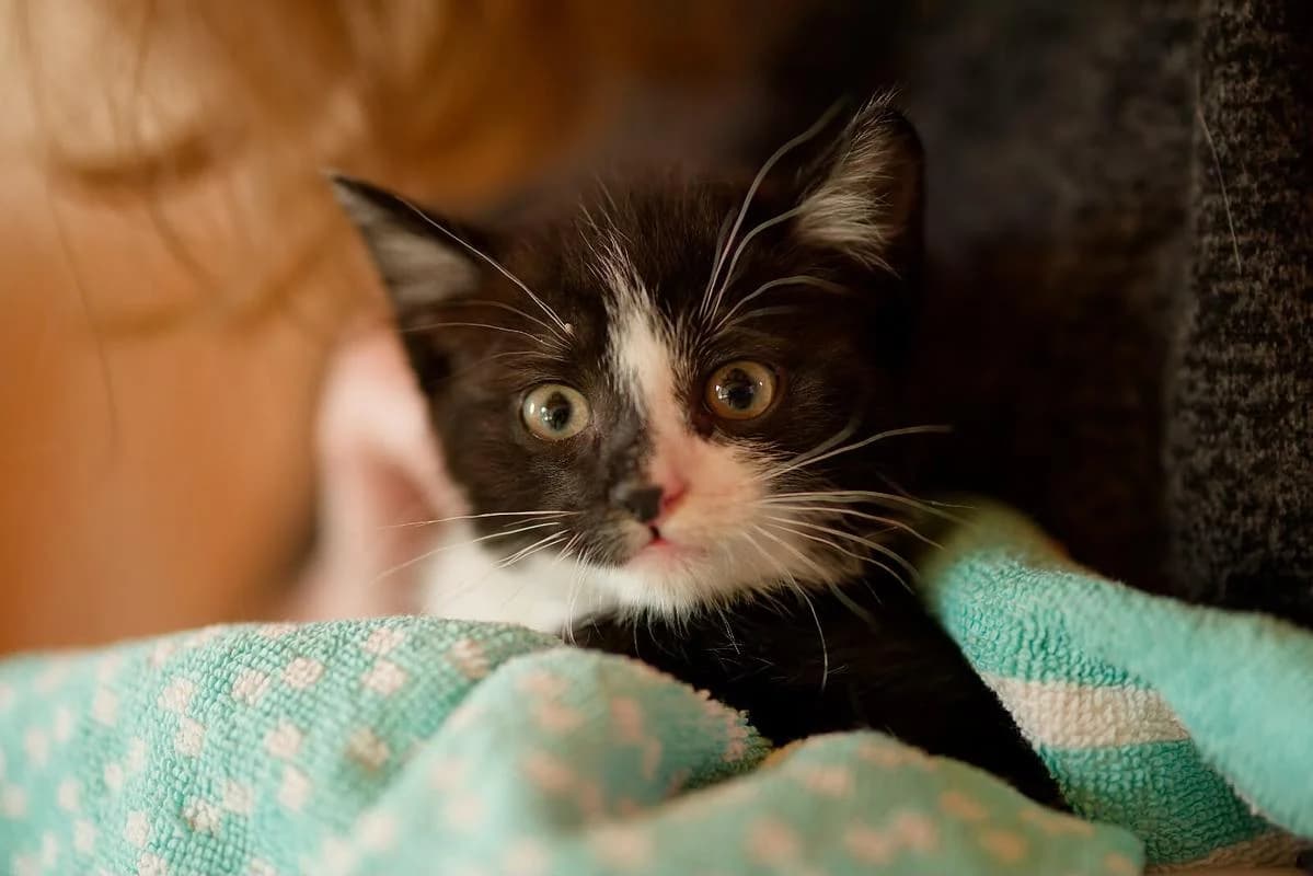 Lionel, male puppy Mixed Breed Cat for adoption at Katzenhaus-Freunde, Zürich region