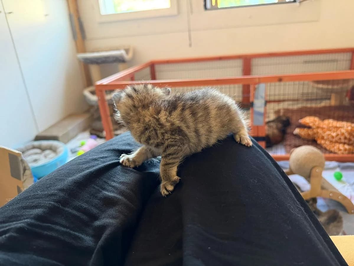 Maja, female puppy Mixed Breed Cat for adoption at Katzenhaus-Freunde, Zürich region