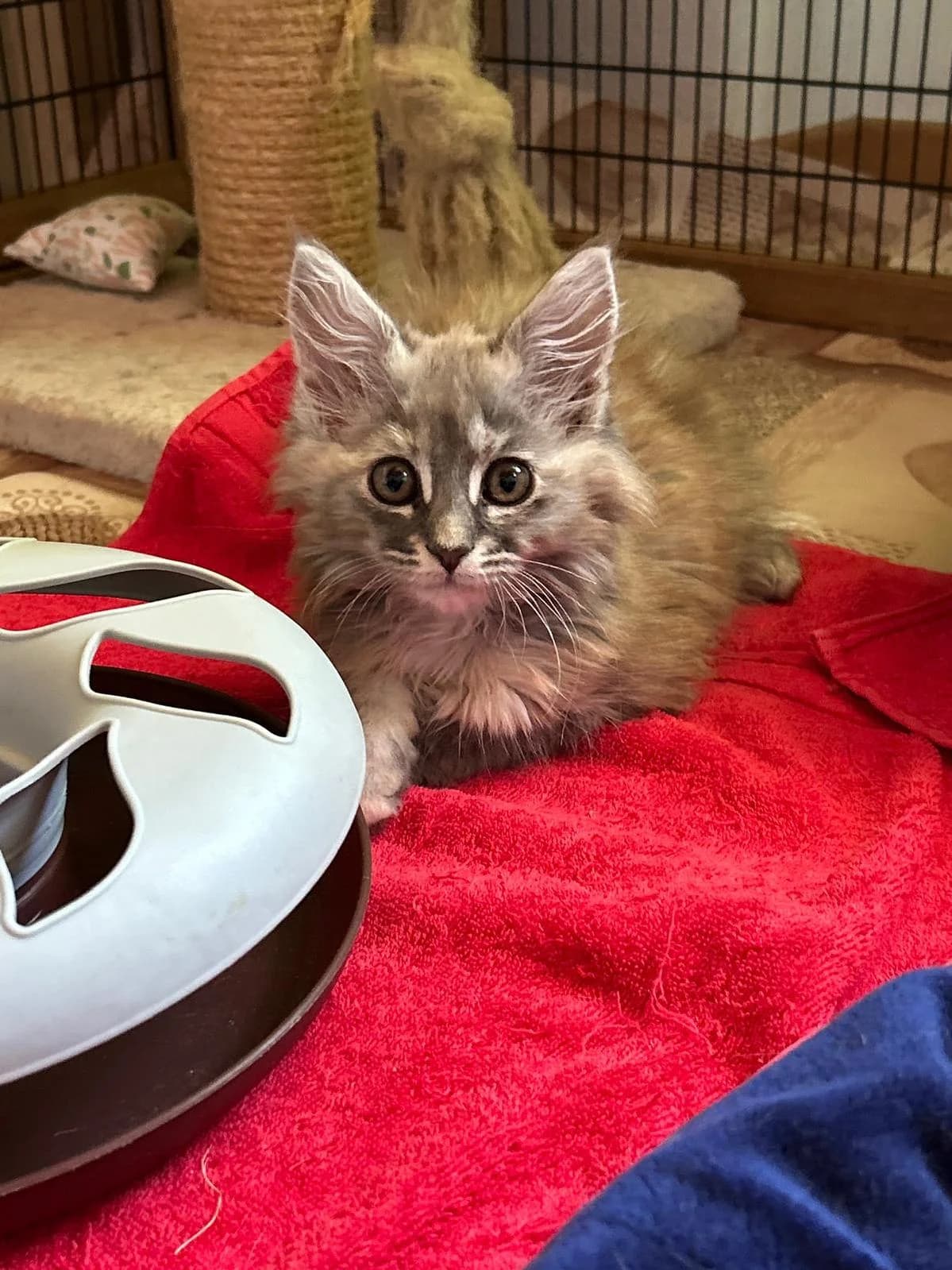 Malea, female puppy Maine Coon for adoption at Katzenhaus-Freunde, Zürich region