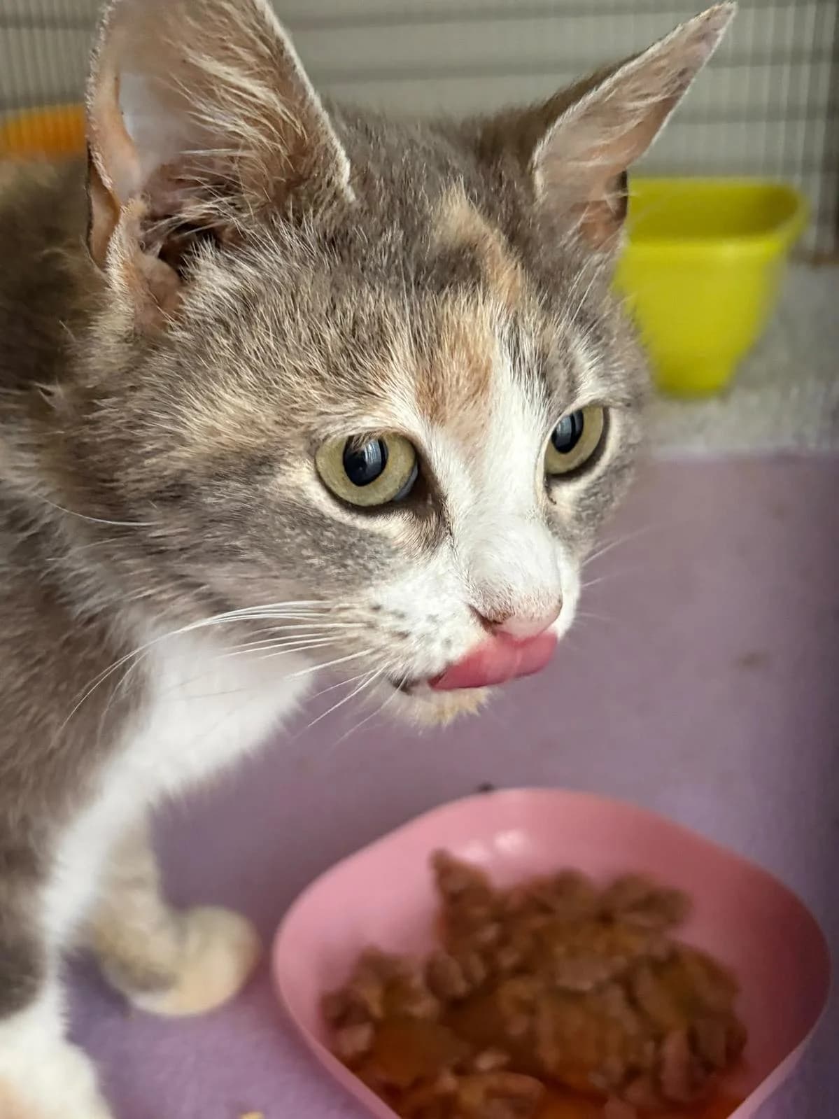 MamaSita, female 3yo Mixed Breed Cat for adoption at Katzenhaus-Freunde, Zürich region
