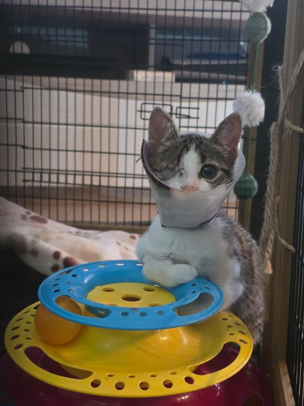 May, creme female puppy Mixed Breed Cat for adoption at Katzenhaus-Freunde, Zürich region