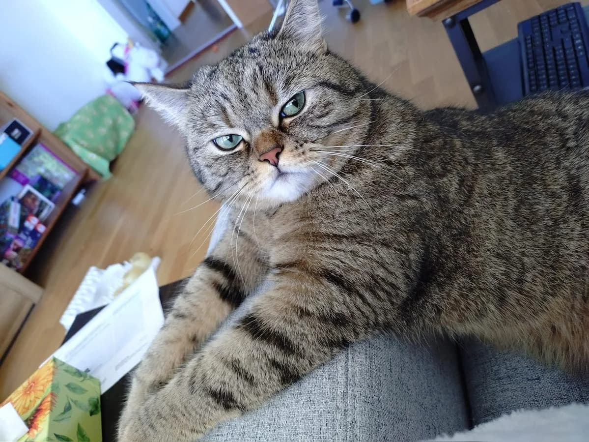 Mellow, male British Shorthair for adoption at Katzenhaus-Freunde, Zürich region