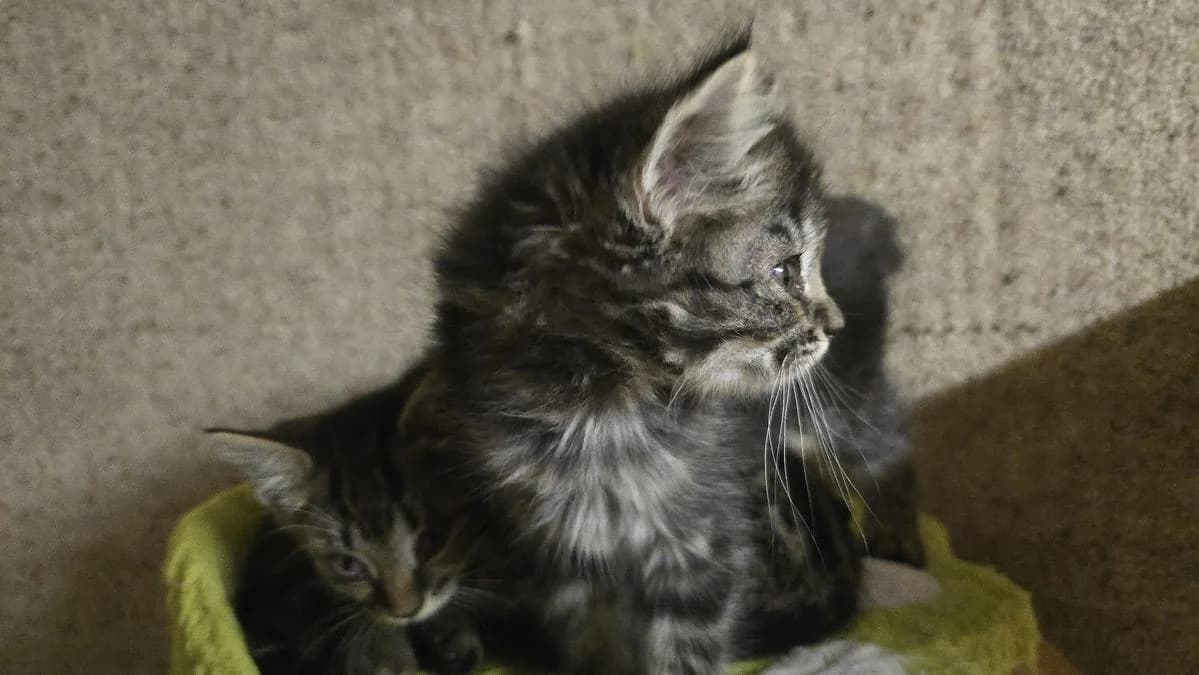 Meredirth, female puppy Mixed Breed Cat for adoption at Katzenhaus-Freunde, Zürich region