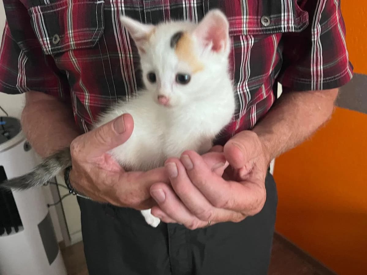 Misty, female puppy Mixed Breed Cat for adoption at Katzenhaus-Freunde, Zürich region