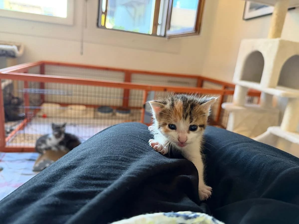 Molly, female puppy Mixed Breed Cat for adoption at Katzenhaus-Freunde, Zürich region