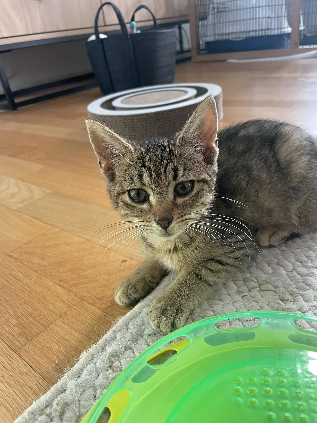 Muffin, female puppy Mixed Breed Cat for adoption at Katzenhaus-Freunde, Zürich region