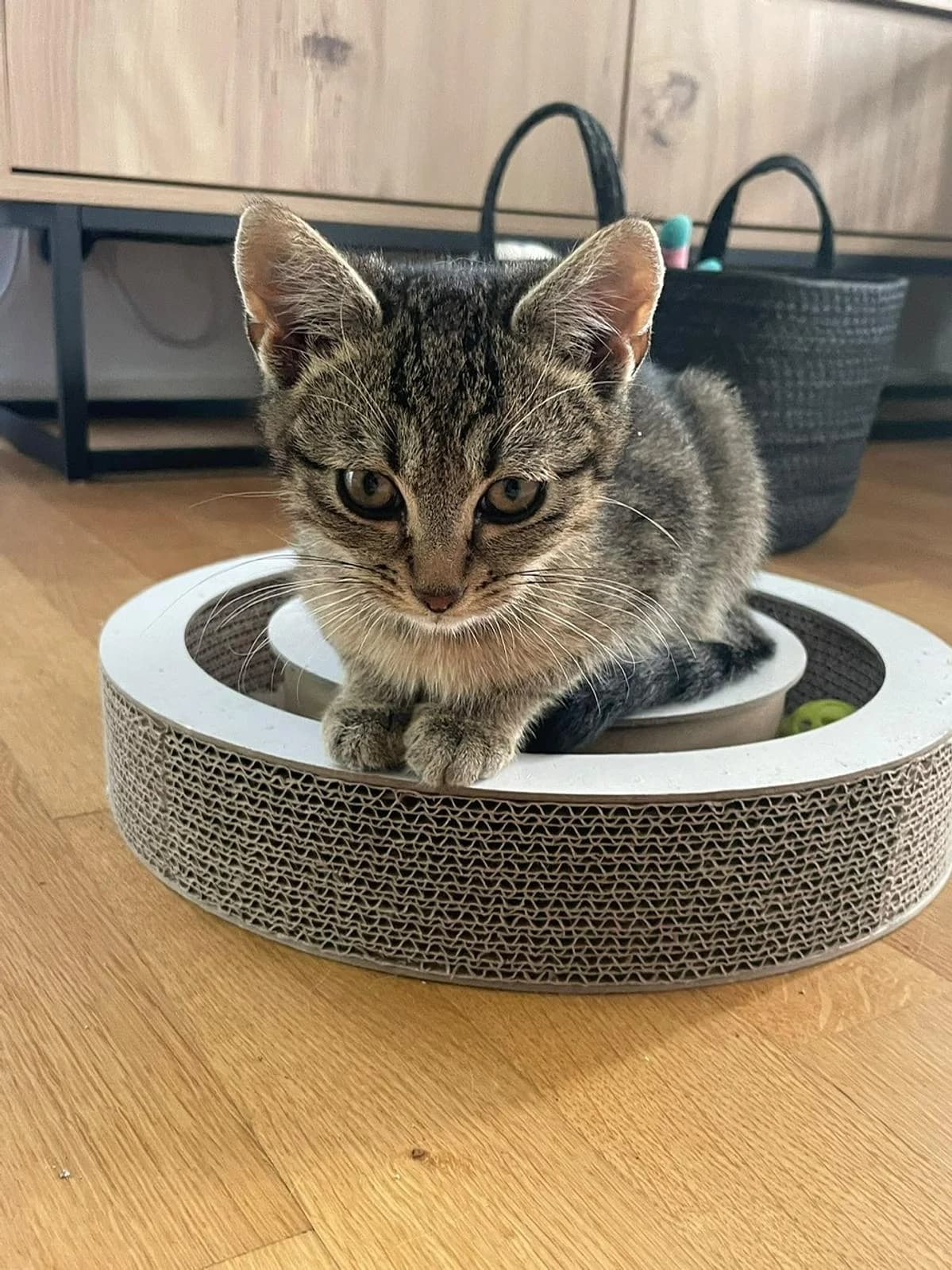 Nugget, male puppy Mixed Breed Cat for adoption at Katzenhaus-Freunde, Zürich region