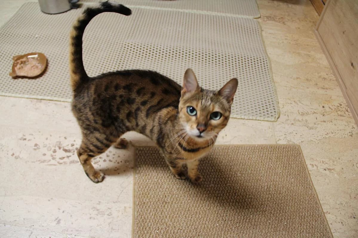 Nuria, weiss female Bengal for adoption at Katzenhaus-Freunde, Zürich region