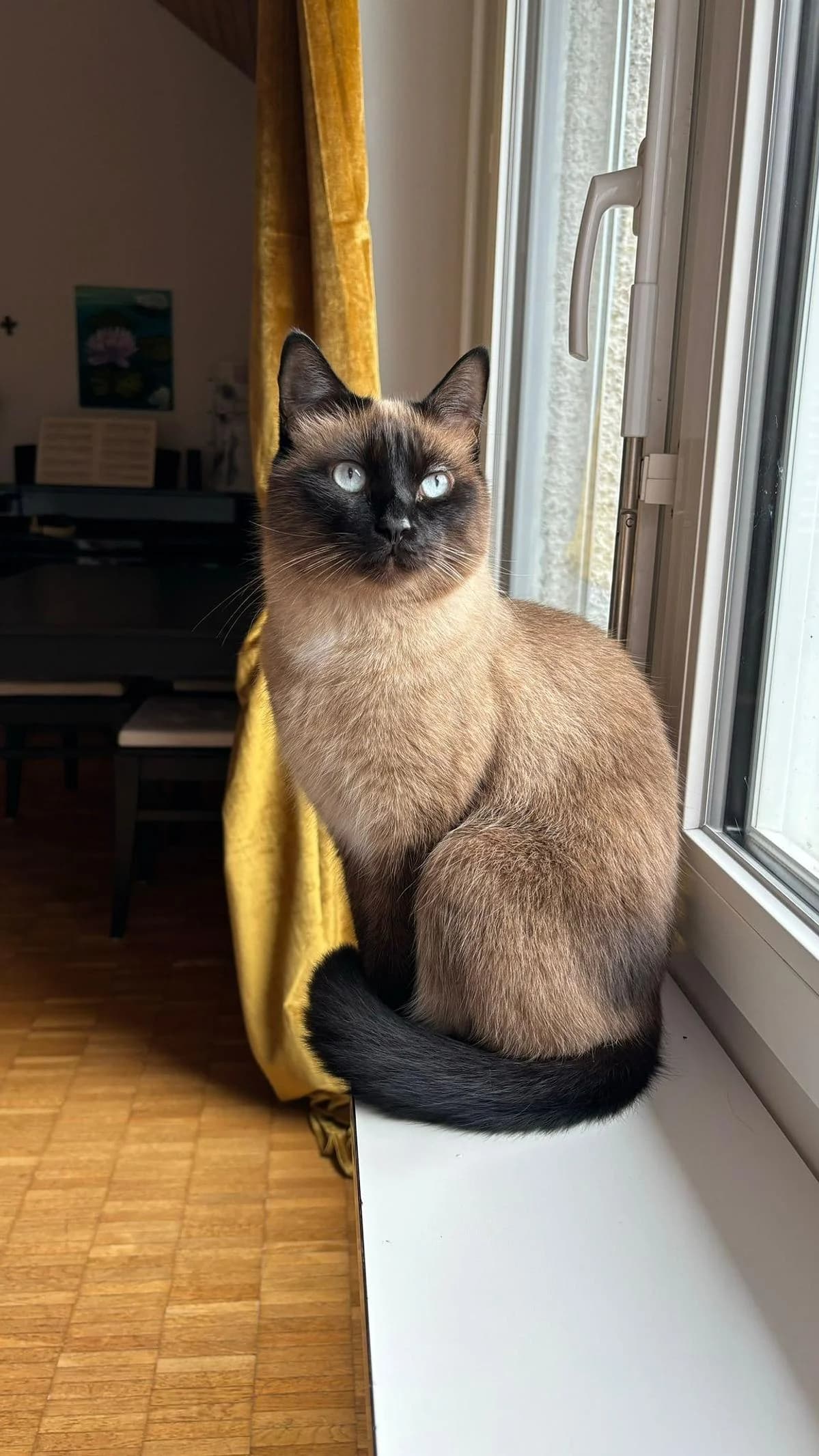 Orion, male Birman for adoption at Katzenhaus-Freunde, Zürich region