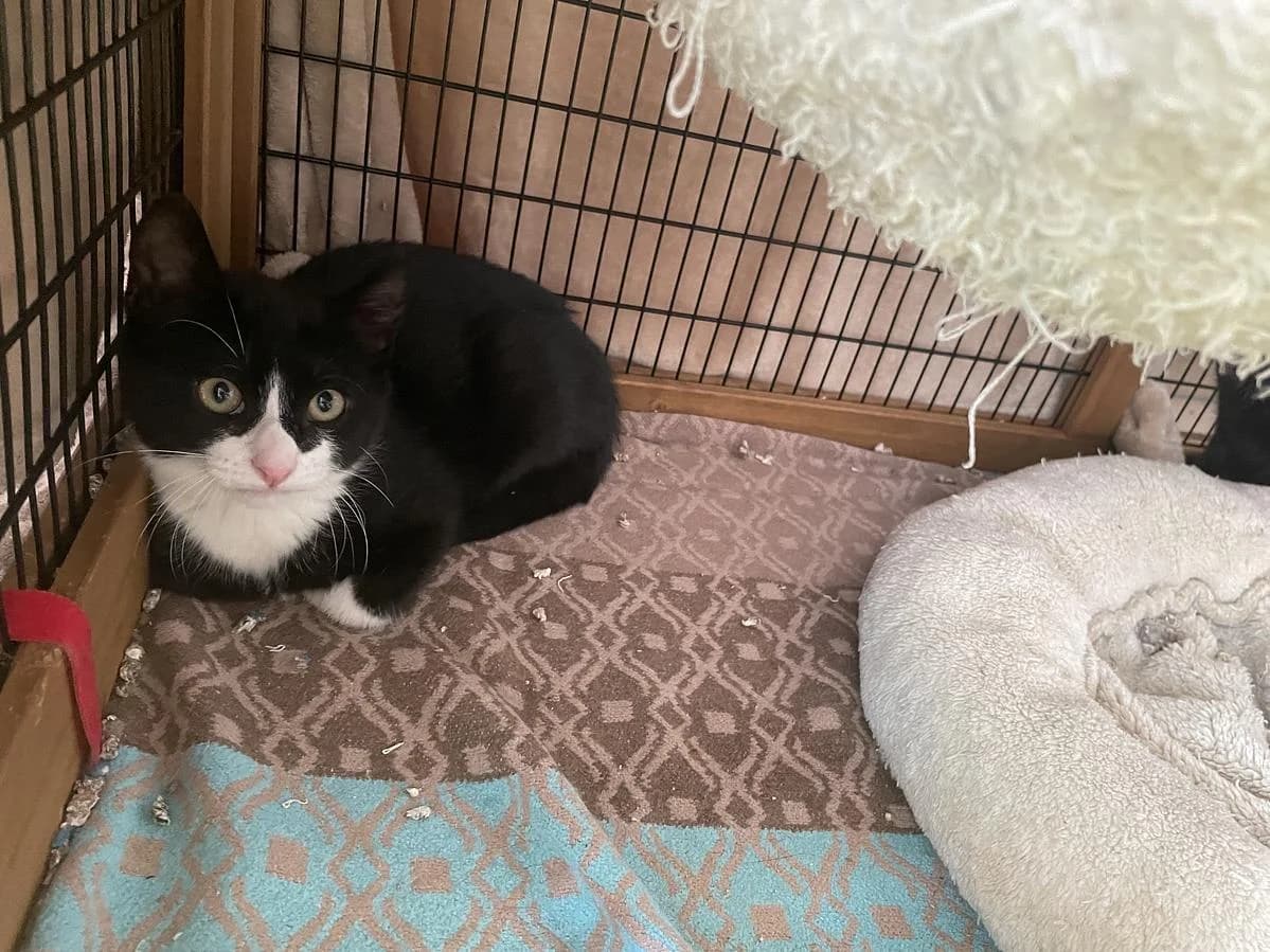 Panda, male puppy Mixed Breed Cat for adoption at Katzenhaus-Freunde, Zürich region