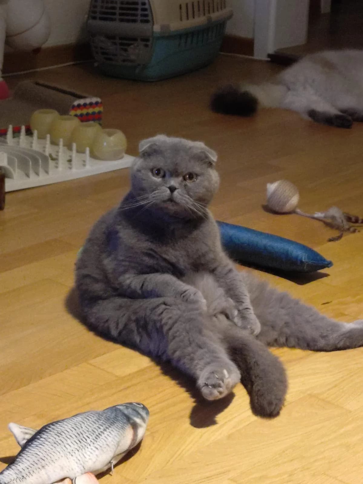 Pascha, male Scottish Fold for adoption at Katzenhaus-Freunde, Zürich region