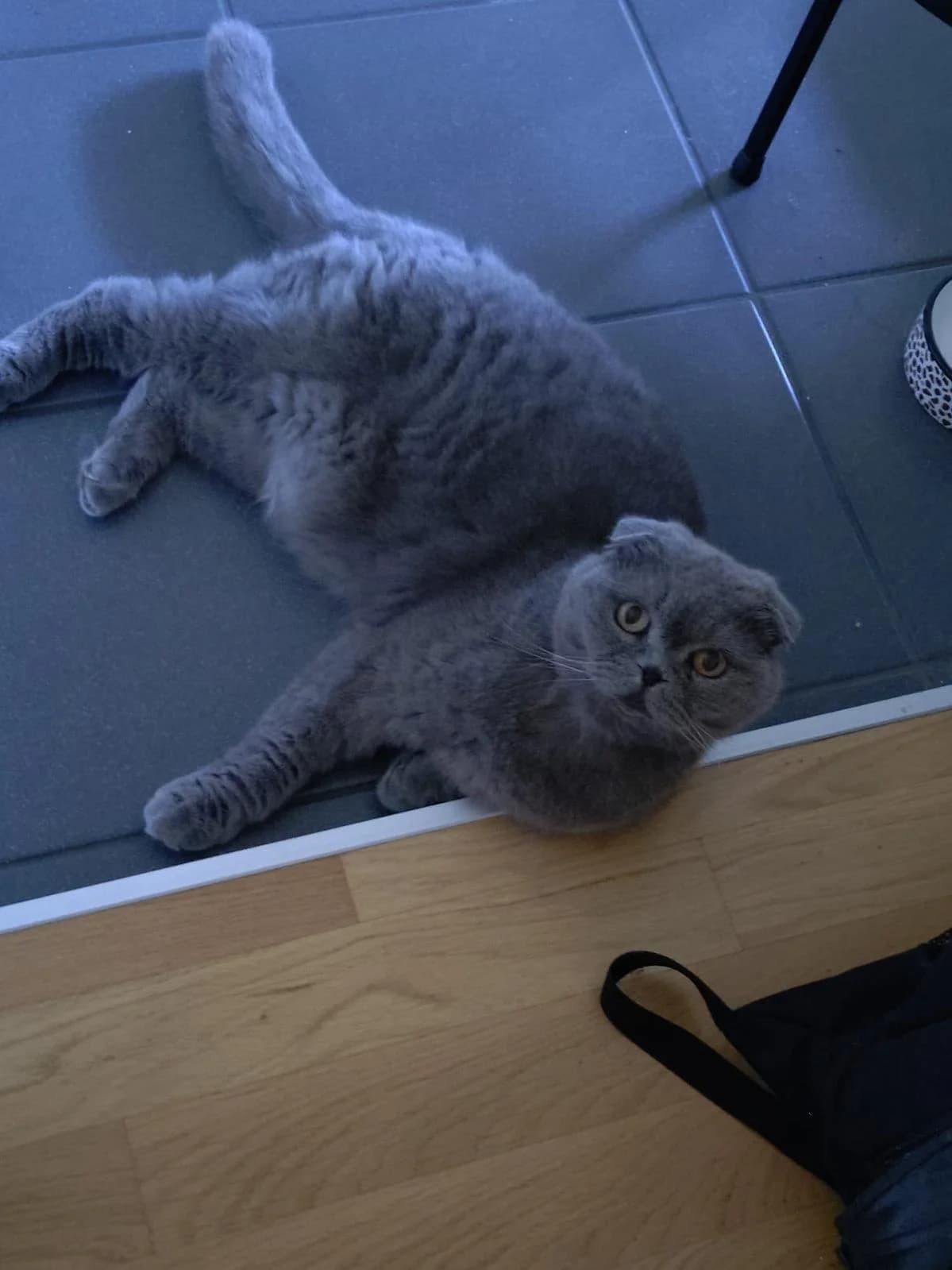 Pascha, male Scottish Fold for adoption at Katzenhaus-Freunde, Zürich region