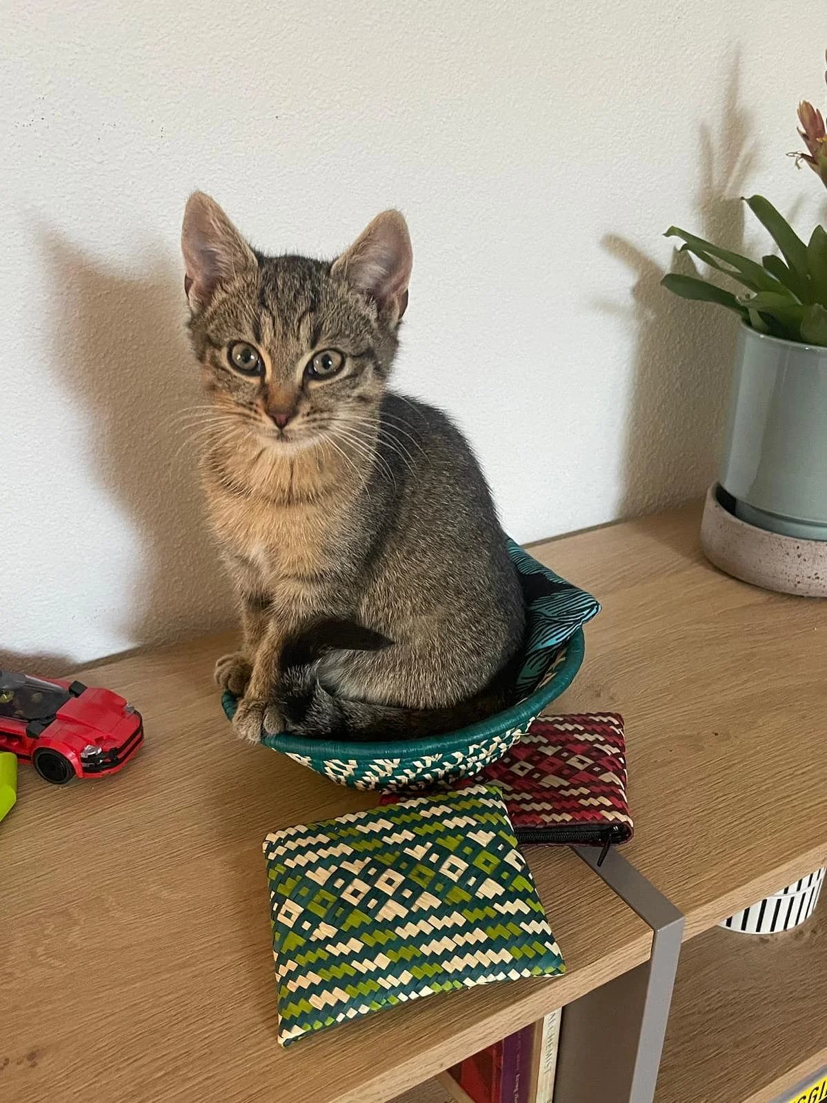 Peanut, female puppy Mixed Breed Cat for adoption at Katzenhaus-Freunde, Zürich region
