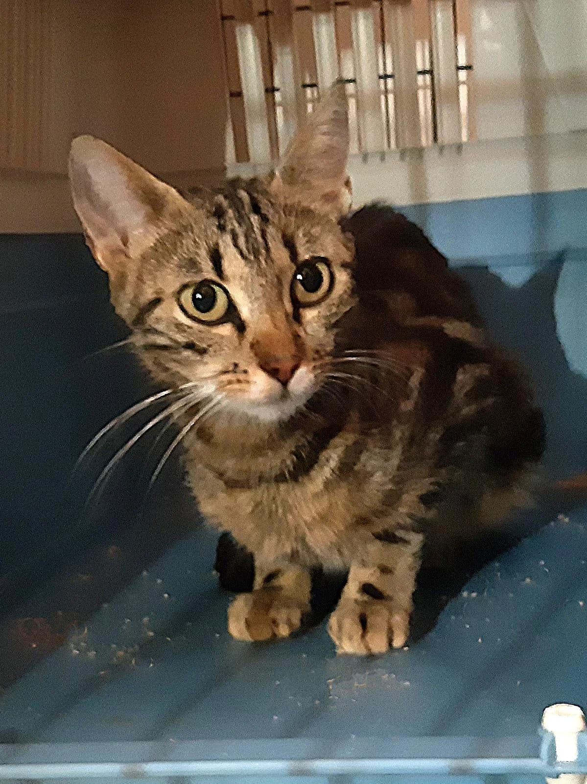 Petrina, female young Mixed Breed Cat for adoption at Katzenhaus-Freunde, Zürich region