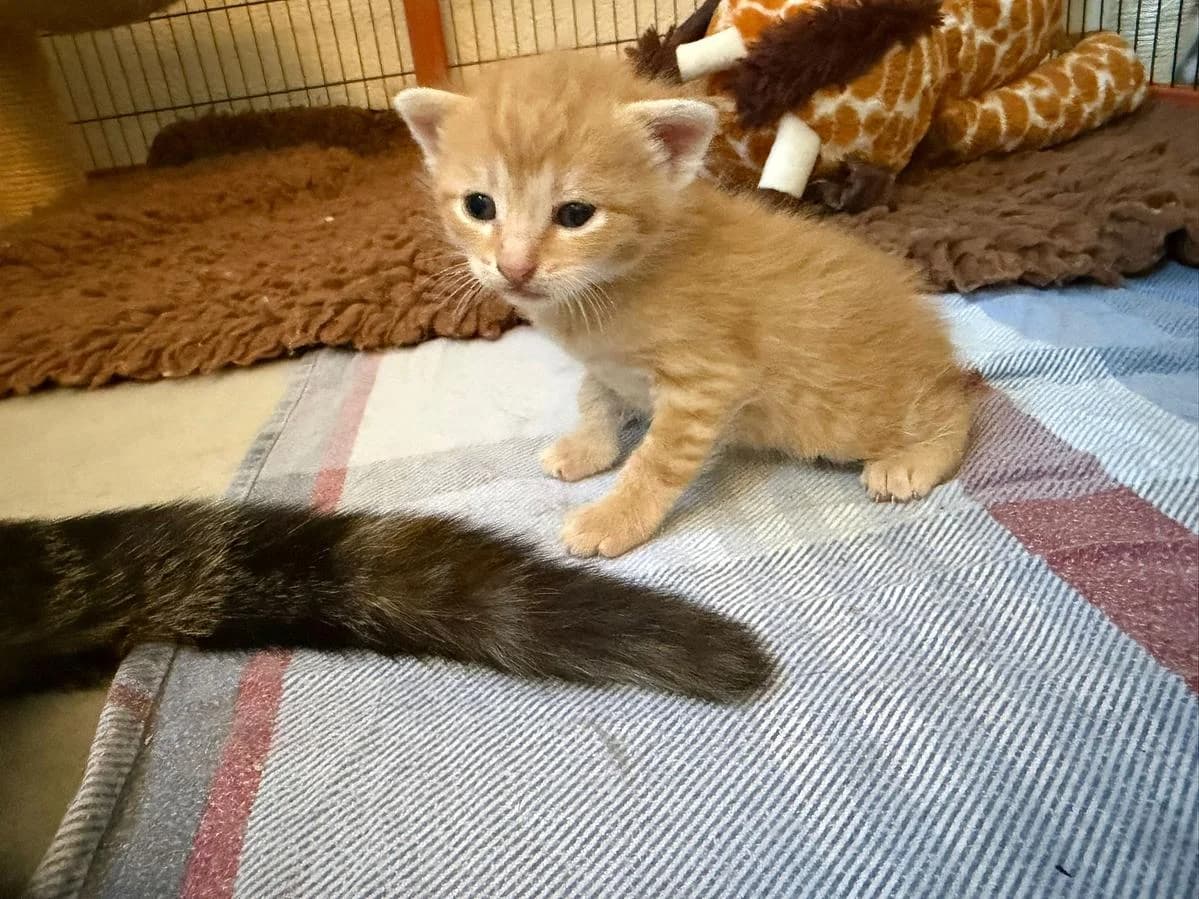 Pumuckl, male puppy Mixed Breed Cat for adoption at Katzenhaus-Freunde, Zürich region