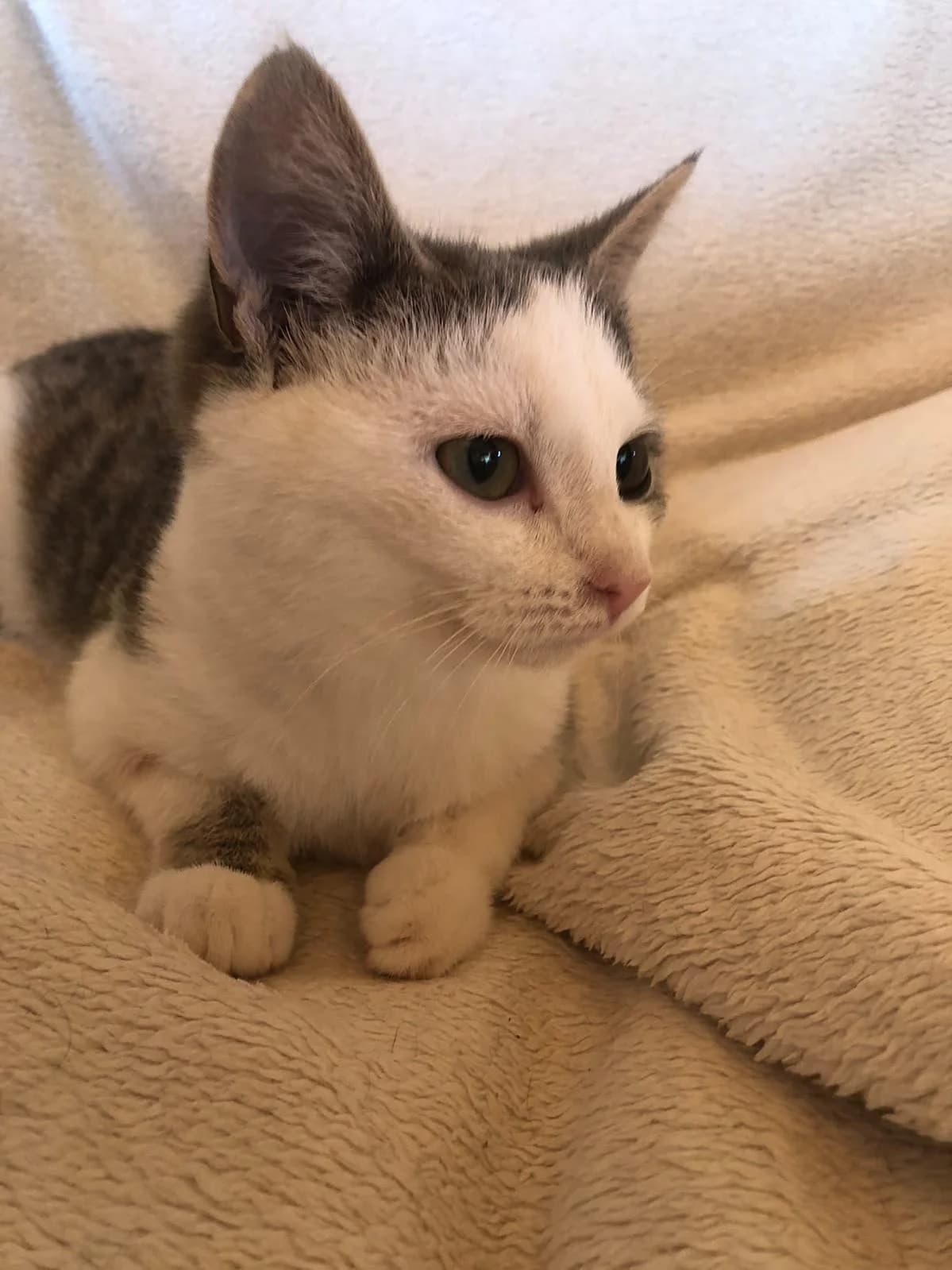 Rey, female Mixed Breed Cat for adoption at Katzenhaus-Freunde, Zürich region