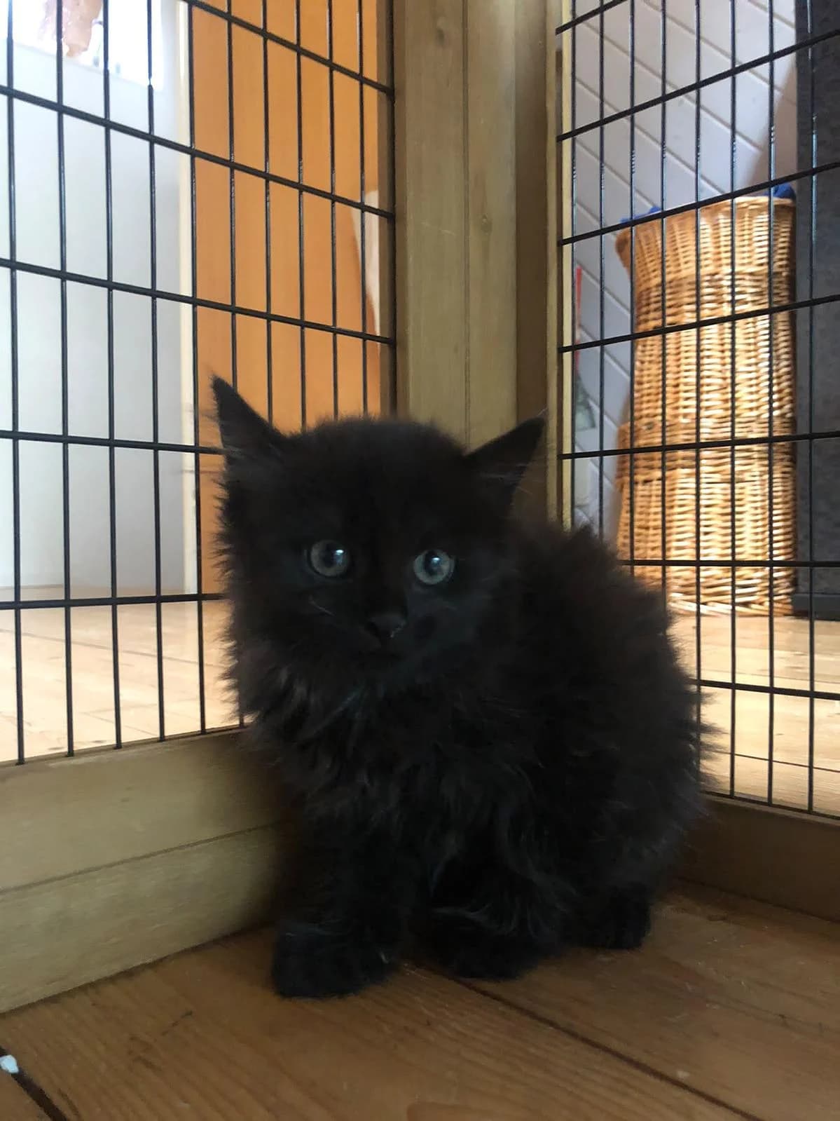Richard, male puppy Mixed Breed Cat for adoption at Katzenhaus-Freunde, Zürich region