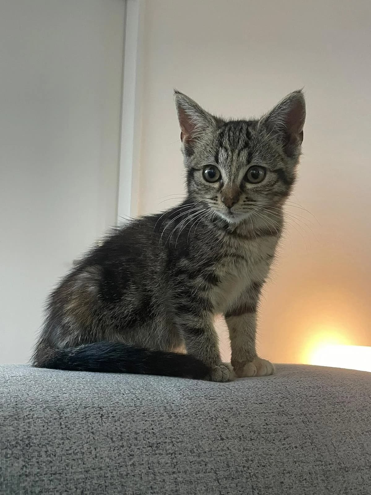 Rose, female puppy Mixed Breed Cat for adoption at Katzenhaus-Freunde, Zürich region