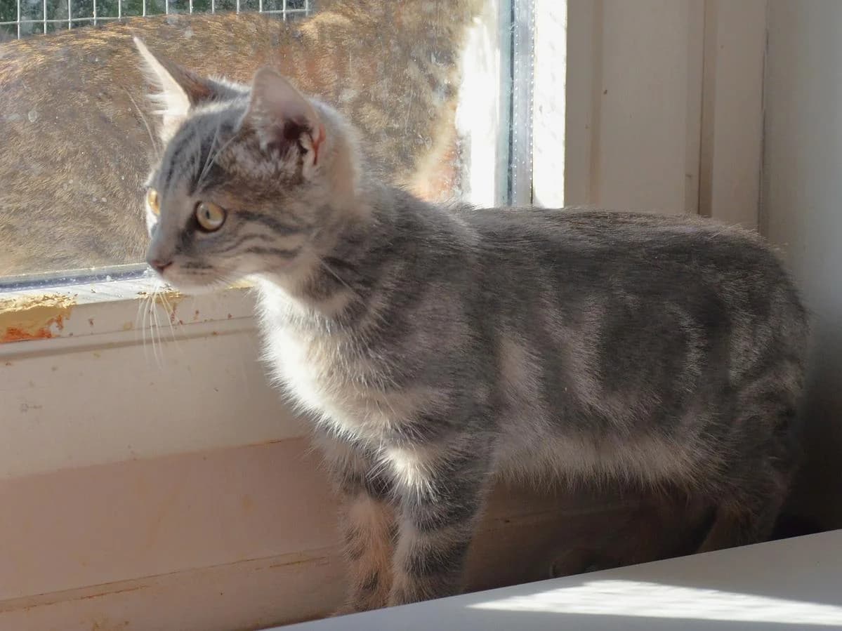 Sasso, male puppy Mixed Breed Cat for adoption at Katzenhaus-Freunde, Zürich region
