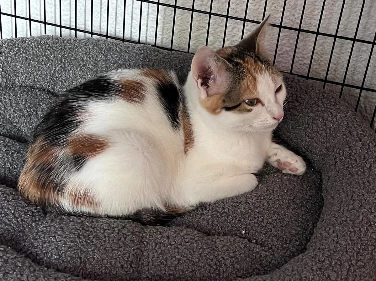 Schnurrli, female puppy Mixed Breed Cat for adoption at Katzenhaus-Freunde, Zürich region