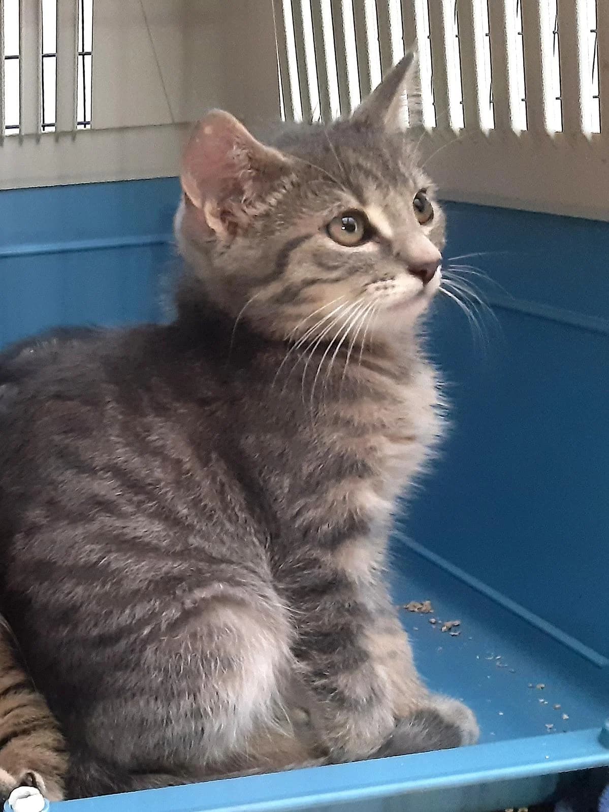 Selce, female puppy Mixed Breed Cat for adoption at Katzenhaus-Freunde, Zürich region