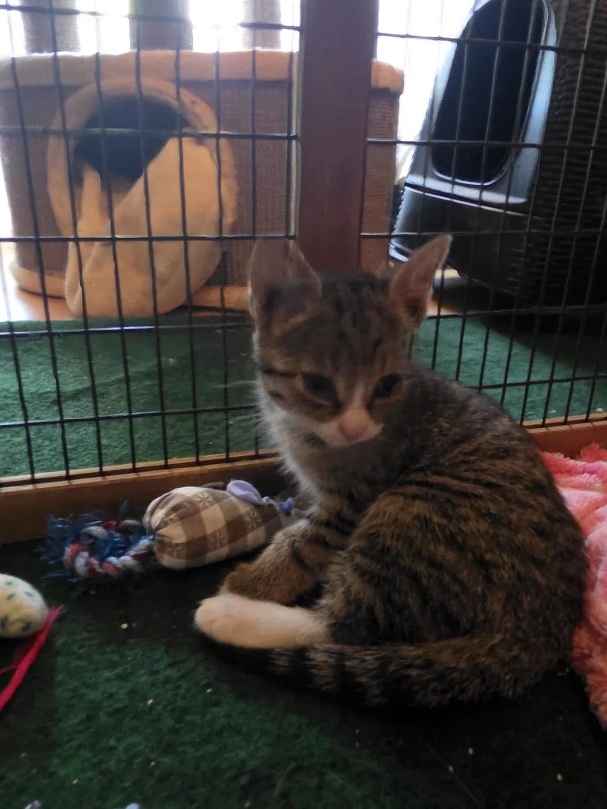 Sienna, grau female puppy Mixed Breed Cat for adoption at Katzenhaus-Freunde, Zürich region