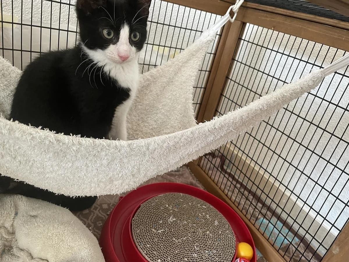 Snoopy, male puppy Mixed Breed Cat for adoption at Katzenhaus-Freunde, Zürich region