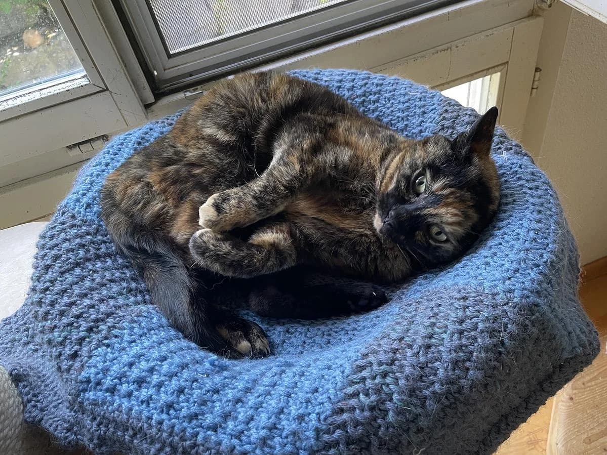Suvi, female Mixed Breed Cat for adoption at Katzenhaus-Freunde, Zürich region