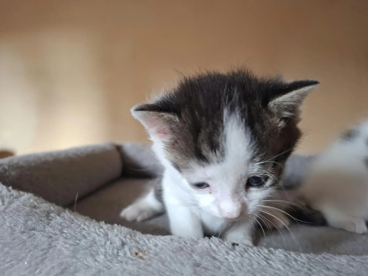 Tala, female puppy Mixed Breed Cat for adoption at Katzenhaus-Freunde, Zürich region