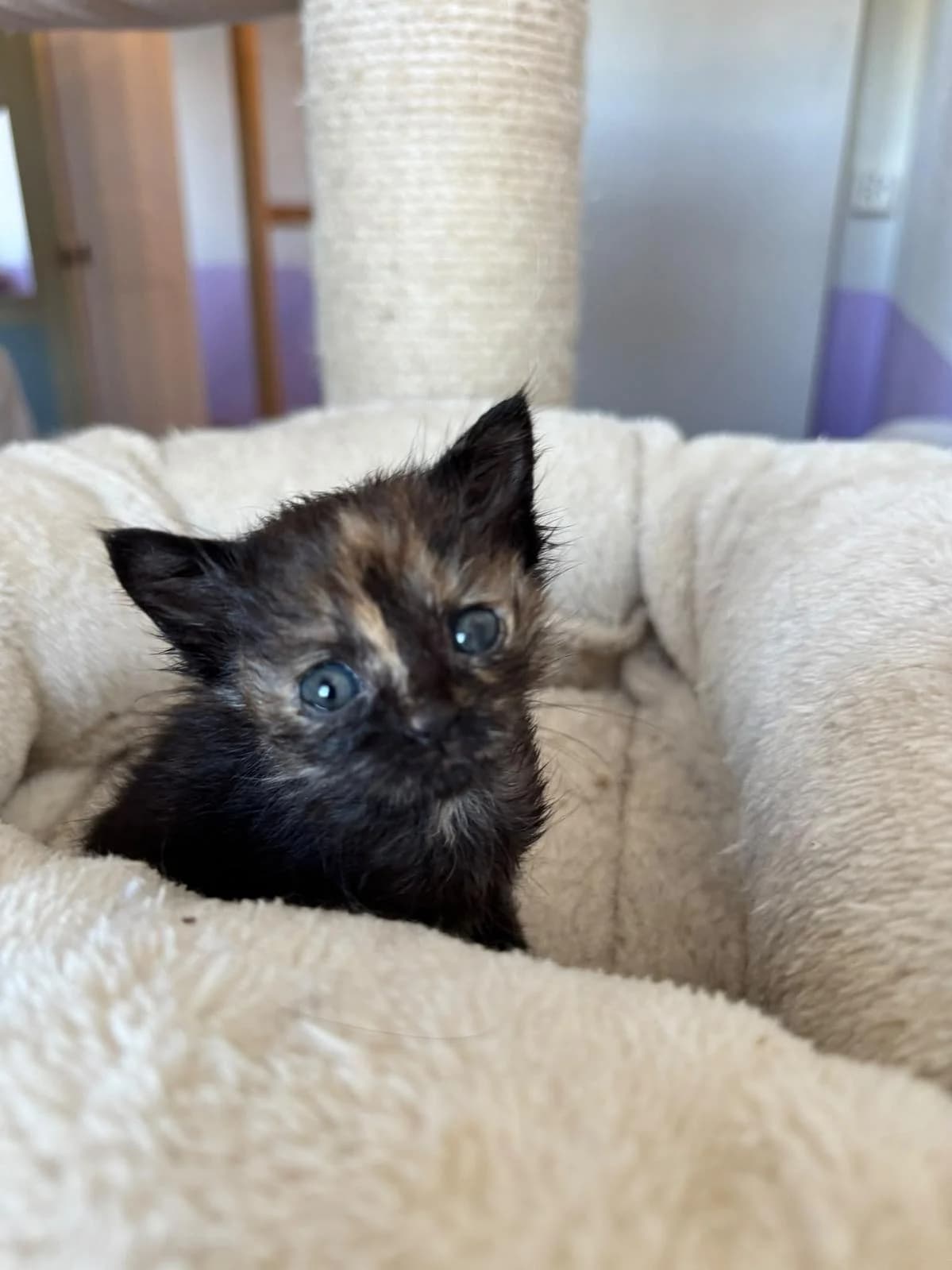 Tia, weiss female puppy Mixed Breed Cat for adoption at Katzenhaus-Freunde, Zürich region