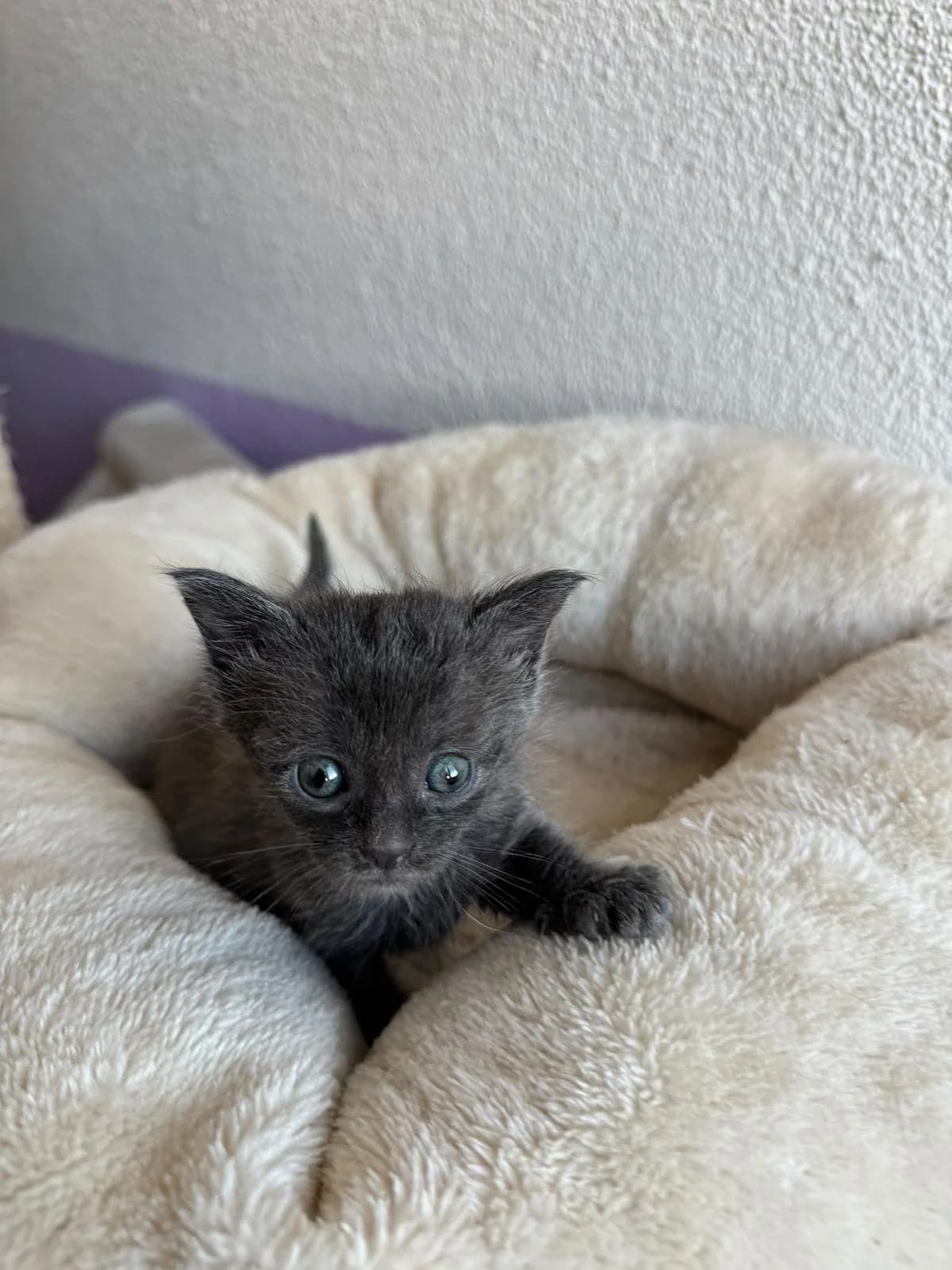 Tilli, female puppy Mixed Breed Cat for adoption at Katzenhaus-Freunde, Zürich region