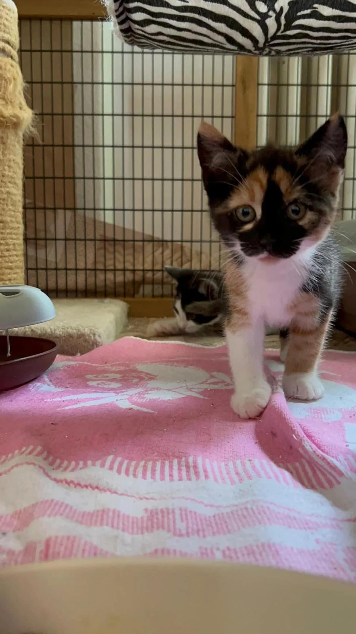 Xenia, female puppy Mixed Breed Cat for adoption at Katzenhaus-Freunde, Zürich region