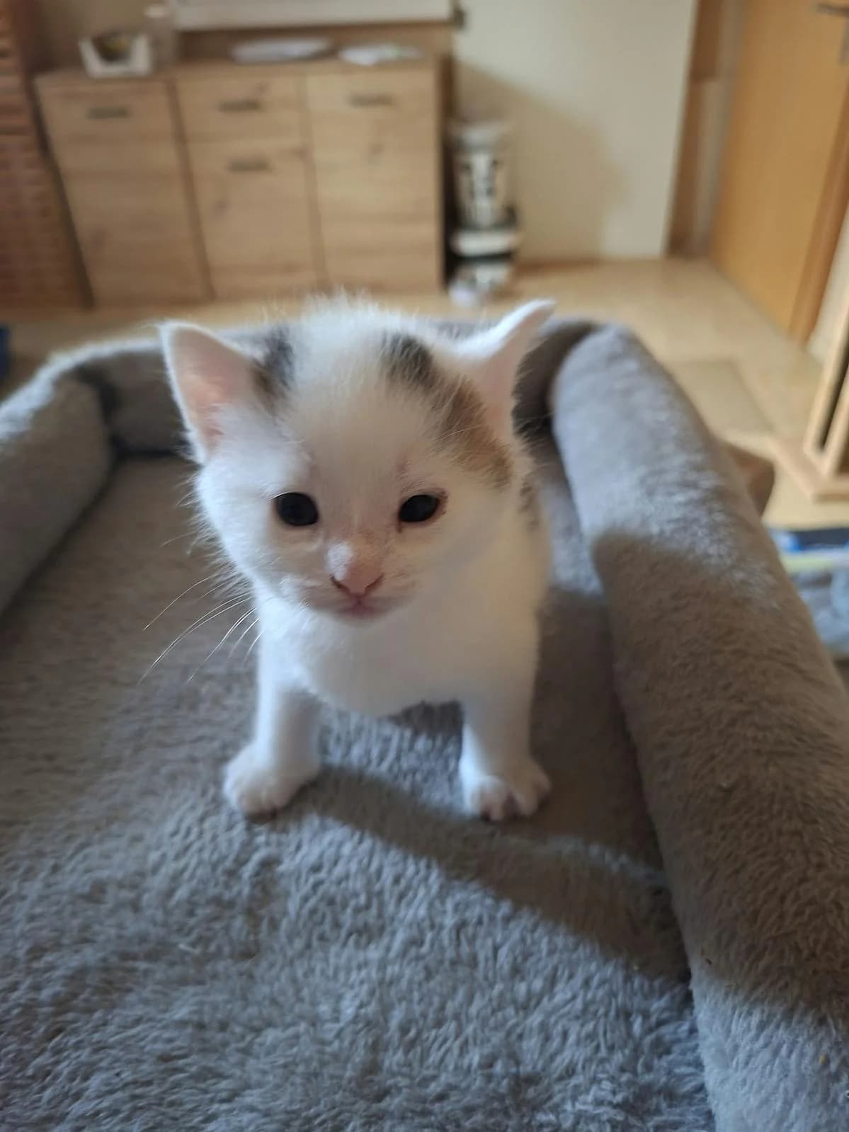 Yoshi, male puppy Mixed Breed Cat for adoption at Katzenhaus-Freunde, Zürich region
