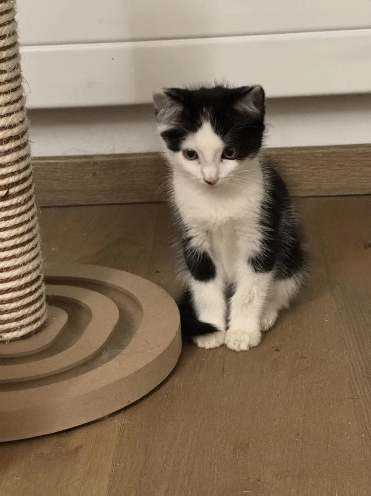 Yuki, male puppy Mixed Breed Cat for adoption at Katzenhaus-Freunde, Zürich region