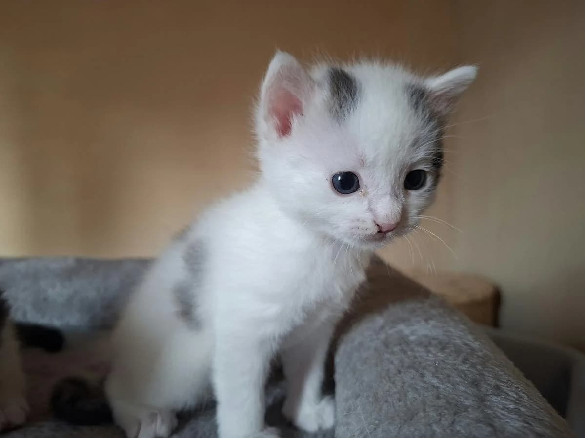 Yuna, female puppy Mixed Breed Cat for adoption at Katzenhaus-Freunde, Zürich region