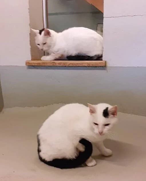 Max Und Moritz, Weiss mit schwarzem Schwanz und schwarzem Fleck auf dem Kopf male 3yo Mixed Breed for adoption at Katzenhilfe Bern, Katzenhilfe Bern