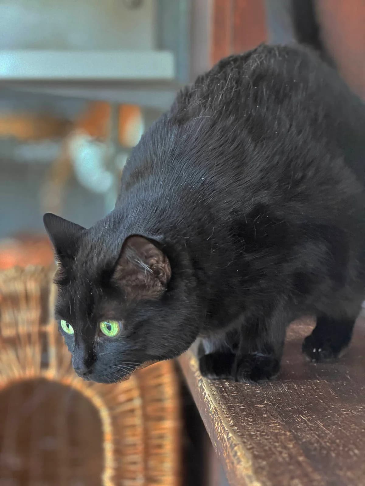 Nala, Schwarz female senior Mixed Breed for adoption at Katzenhilfe Bern, Katzenhilfe Bern