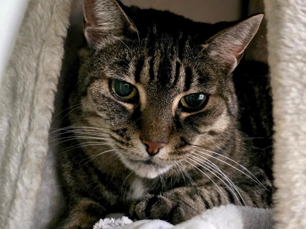 Daisy ***DRINGEND***, female senior Mixed Breed Cat for adoption at Katzenhaus Schaffhausen, Neuhausen am Rheinfall