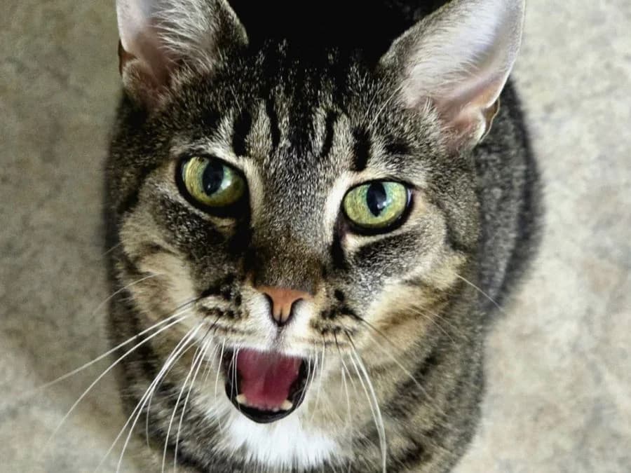 Daisy, female senior Mixed Breed Cat for adoption at Katzenhaus Schaffhausen, Neuhausen am Rheinfall