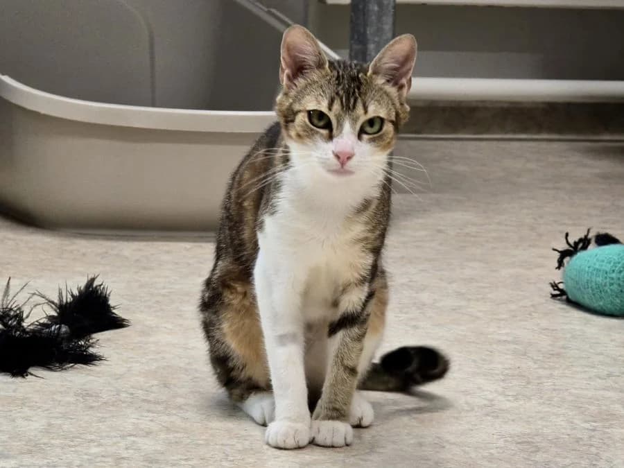 Neva, female young Mixed Breed Cat for adoption at Katzenhaus Schaffhausen, Neuhausen am Rheinfall